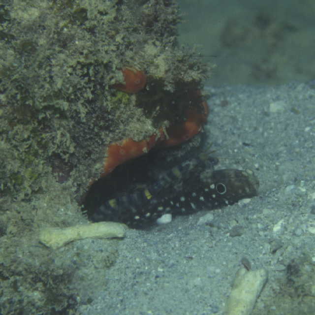 Cryptocentrus nigrocellatus